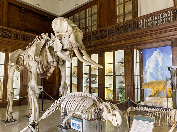 museo zoologia napoli scheletri elefante